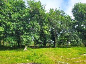 Lee más sobre el artículo Iniciado o Acordo para a custodia de bosques atlánticos en Curtis